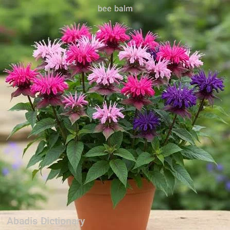 bee balm